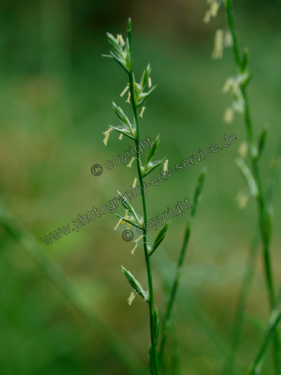 Lolium perenne (Deutsche Weidelgras)