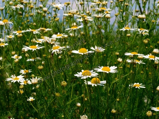 Matricaria recutita (Echte Kamille)