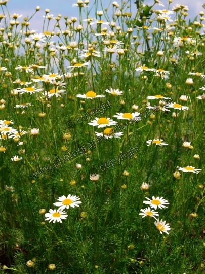 Matricaria recutita (Echte Kamille)