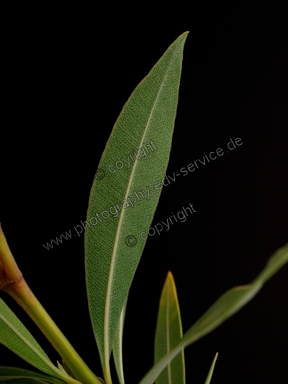 Nerium oleander (Oleander)