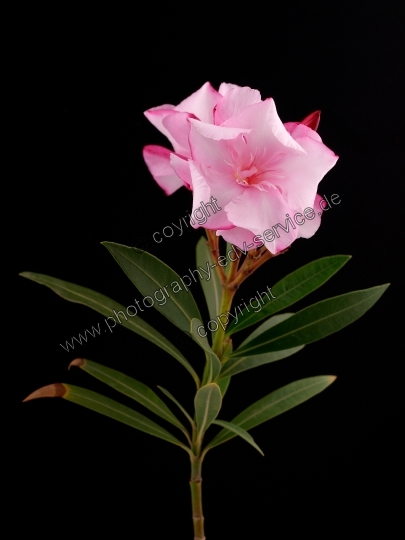 Nerium oleander (Oleander)