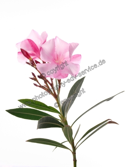 Nerium oleander (Oleander)