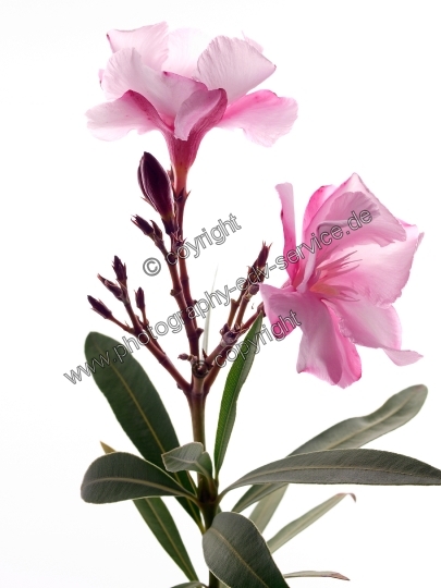 Nerium oleander (Oleander)