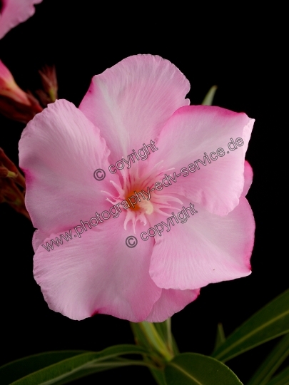 Nerium oleander (Oleander)