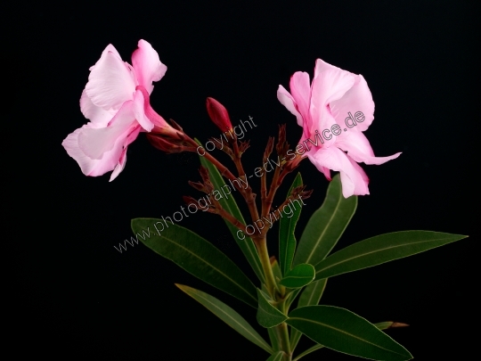 Nerium oleander (Oleander)