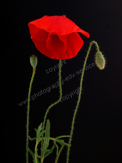 Papaver rhoeas (Klatschmohn)