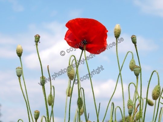 Papaver rhoeas (Klatschmohn)