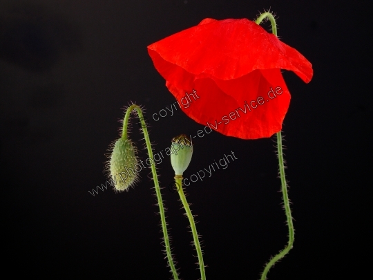 Papaver rhoeas (Klatschmohn)