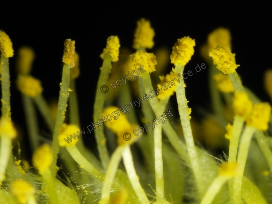 Salix alba (Silber-Weide)