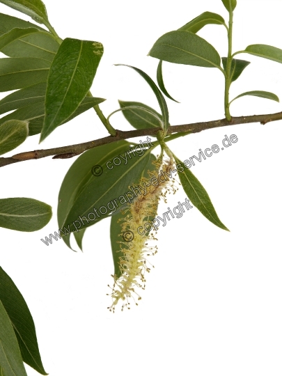 Salix alba (Silber-Weide)