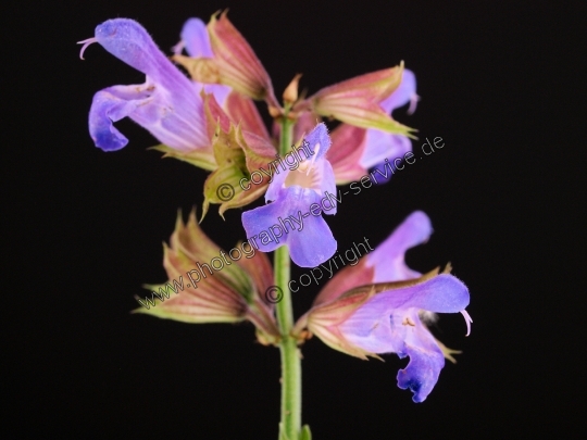 Salvia officinalis (Echte Salbei)