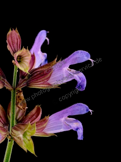 Salvia officinalis (Echte Salbei)