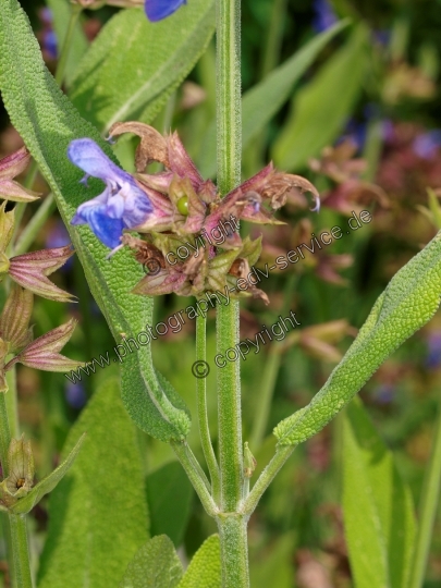 Salvia officinalis (Echte Salbei)