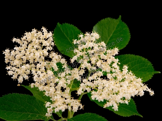 Sambucus nigra (Schwarze Holunder)