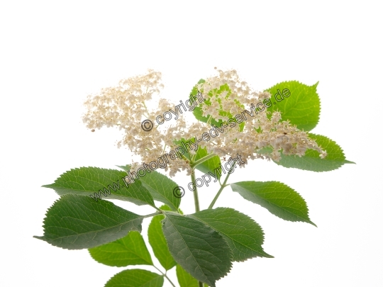 Sambucus nigra (Schwarze Holunder)