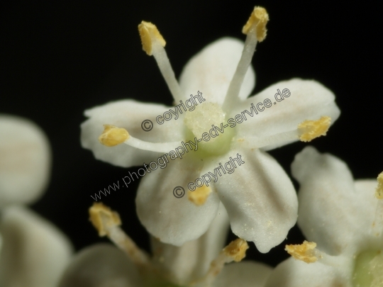 Sambucus nigra (Schwarze Holunder)