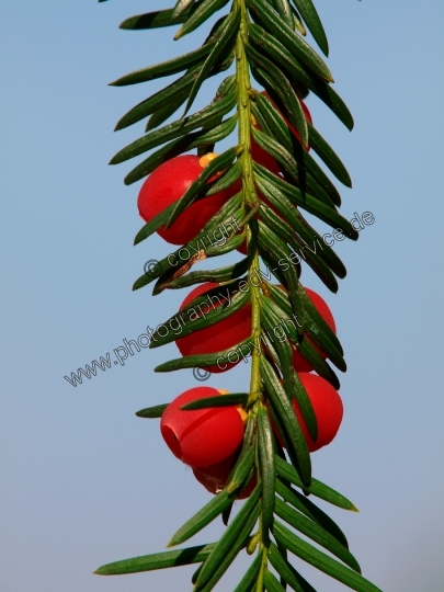 Taxus baccata (Gemeine Eibe)