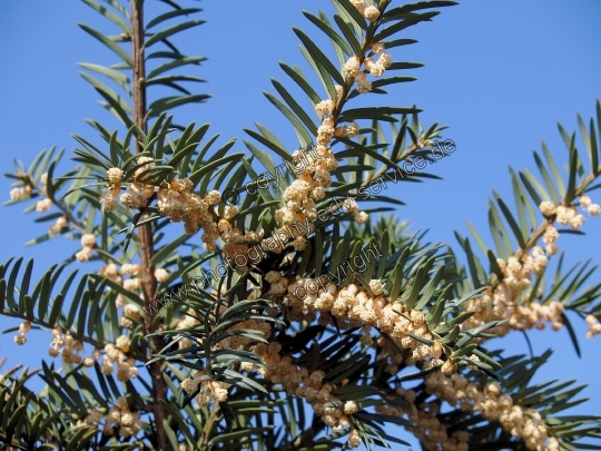 Taxus baccata (Gemeine Eibe)