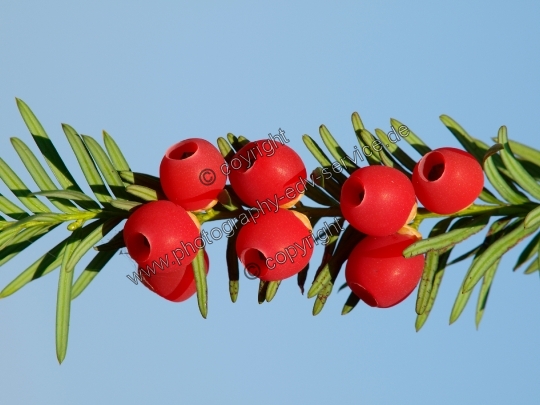 Taxus baccata (Gemeine Eibe)