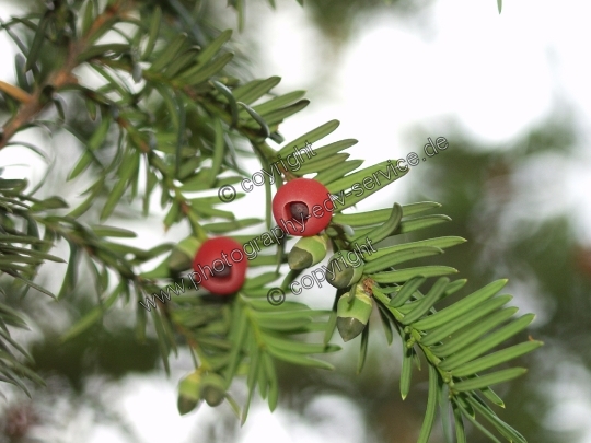 Taxus baccata (Gemeine Eibe)