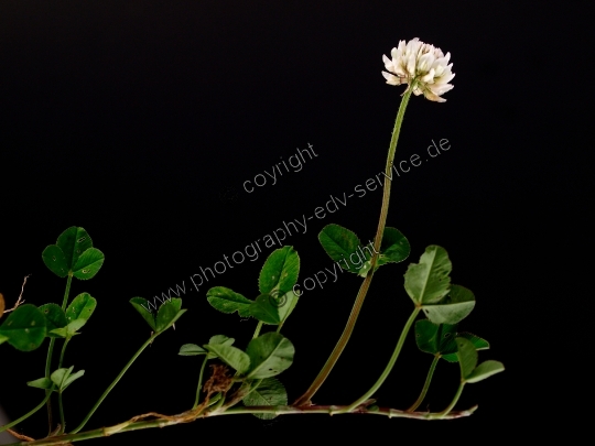 Trifolium repens (Weiß-Klee)