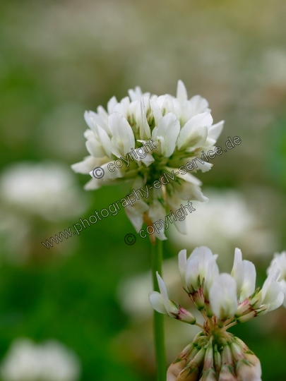 Trifolium repens (Weiß-Klee)