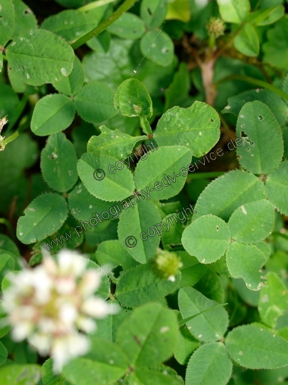 Trifolium repens (Weiß-Klee)