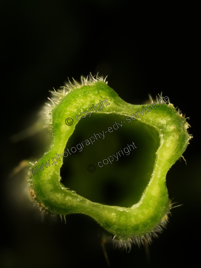 Urtica dioica (Große Brennnessel)