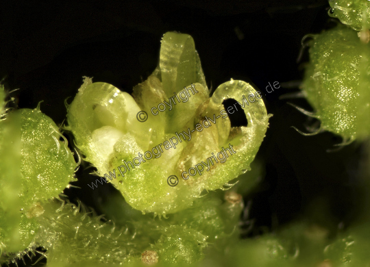 Urtica dioica (Große Brennnessel)