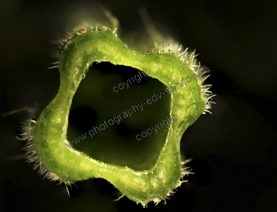 Urtica dioica (Große Brennnessel)