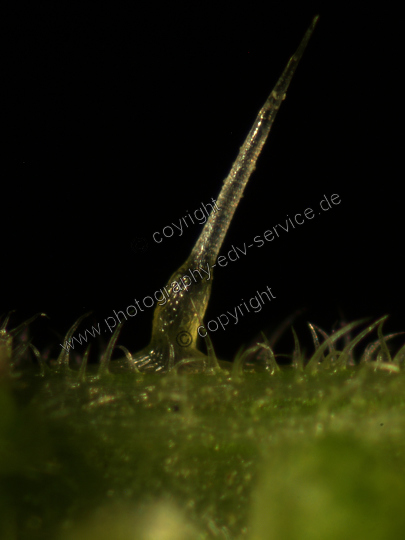 Urtica dioica (Große Brennnessel)