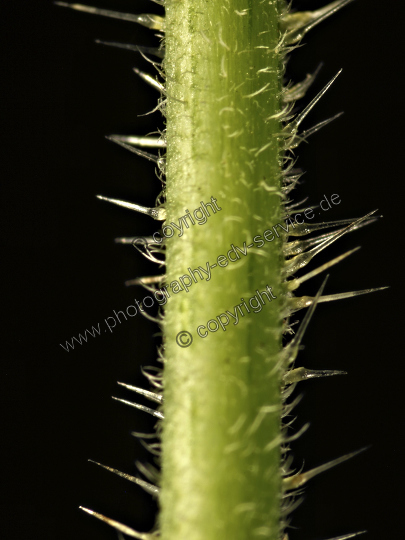 Urtica dioica (Große Brennnessel)