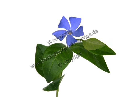 Vinca minor (Kleine Immergrün)