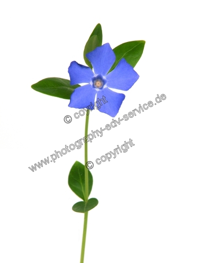 Vinca minor (Kleine Immergrün)