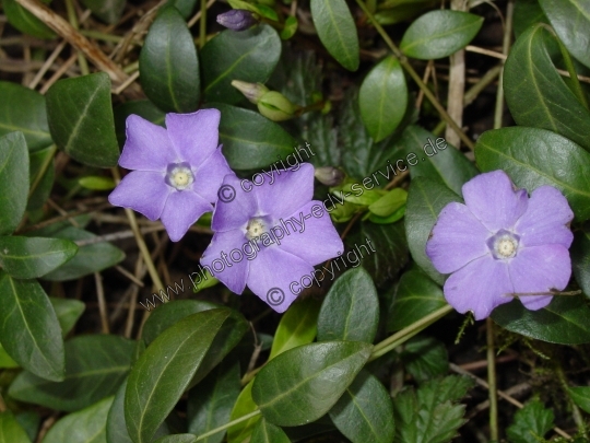 Vinca minor (Kleine Immergrün)