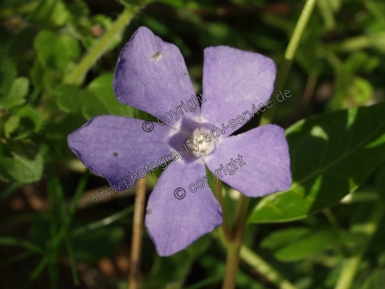 Vinca minor (Kleine Immergrün)