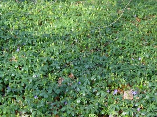 Vinca minor (Kleine Immergrün)