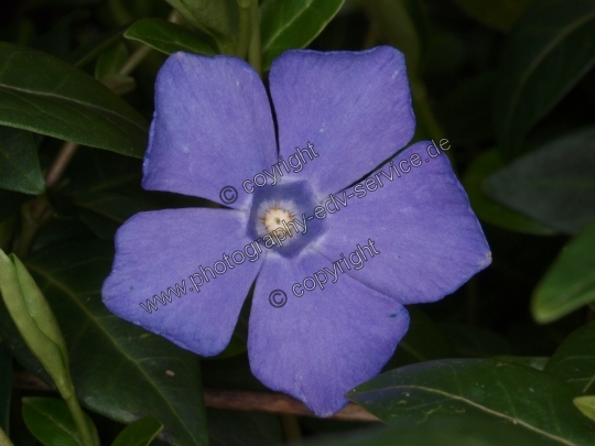 Vinca minor (Kleine Immergrün)