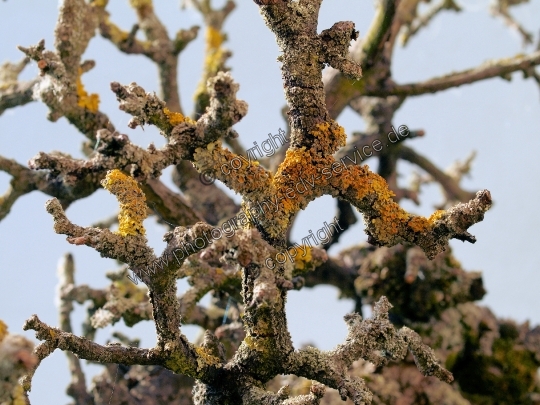 Xanthoria parietina (Gewöhnliche Gelbflechte)